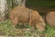 Capivara com fita plástica no tórax é resgatada após longo monitoramento em Piracicaba