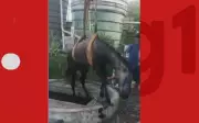 Cavalo cai em poço de estação de esgoto desativada em Irecê, Bahia