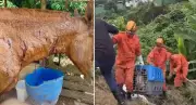 Cavalo gravemente ferido após ataque de pitbulls em Petrópolis; cães resgatados