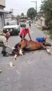 Cavalo resgatado de buraco em Barra Mansa após risco de fratura nas patas