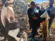 Cavalos resgatados em situação crítica de maus-tratos em Rio Claro, SP