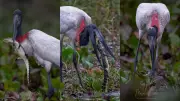 Cena rara no Pantanal: tuiuiú captura filhote de jacaré em impressionante registro fotográfico