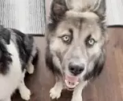 Cães foram domesticados 5.000 anos antes do estimado, revelam estudos genéticos