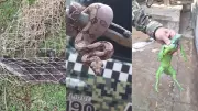 Chuvas intensificam aparição de cobras em Teresina; 108 répteis resgatados em fevereiro