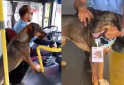 Cão comunitário de Ourinhos vira funcionário com crachá após ganhar passe livre nos ônibus