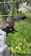 Cão comunitário é morto em Barra do Piraí; terceiro caso de maus-tratos em 10 dias