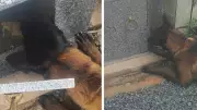 Cão farejador descobre drogas escondidas em túmulo durante operação policial em MG