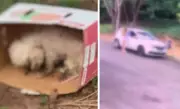 Cão Shih Tzu morre após ser abandonado em caixa de papelão por mulheres no interior de SP