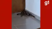 Cobra caninana de 2,5 metros é capturada em secretaria municipal de Cáceres, MT