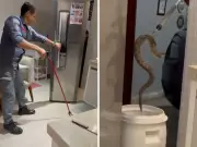 Cobra Cascavel é Capturada Dentro de Cozinha em Residência de Louveira