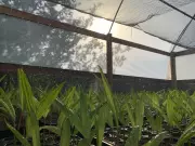 Comunidades do Marajó iniciam mutirões de reflorestamento após anos de queimadas