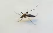 Cuiabá em alerta: calor intenso e chuvas favorecem proliferação do Aedes aegypti