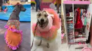 De vítima a influenciadora: cadela resgatada de maus-tratos acumula 500 peças de roupa no Piauí
