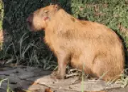 Decreto Cão Orelha: Agressores de capivara no Rio são multados em R$160 mil