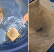 Dengue dispara 330% em Miracema com 39 casos e internações em CTI