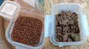 Empreendedora gaúcha investe em insetos comestíveis como alimento do futuro