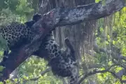Encontro familiar de onças-pintadas no Pantanal termina em briga em árvore