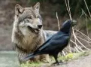 Estudo revela que corvos exploram lobos com inteligência superior em parceria milenar