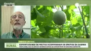Exportadores de frutas monitoram impactos da guerra no Oriente Médio sobre custos logísticos