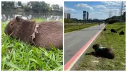 Exposição 'Seu Lixo Machuca' alerta sobre capivaras presas em lixo no Rio Pinheiros