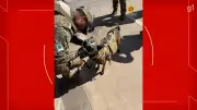 Falsa suspeita de bomba mobiliza cães farejadores do BPCães na Esplanada dos Ministérios