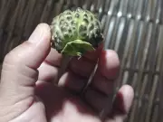 Família intoxicada após consumir fruto tóxico de planta no quintal da vizinha no Acre