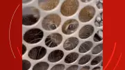 Filhote de gato-mourisco ameaçado resgatado em MT após ser encontrado em indústria de etanol