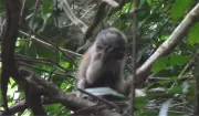 Filhote de macaco-prego com leucismo é flagrado em parque cearense em registro inédito