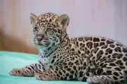 Filhote de onça-pintada nasce no Bioparque de Parauapebas e público escolhe nome