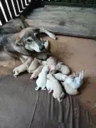 Filhotes de Cachorro São Resgatados Após Cinco Dias Presos Sob Calçada no Amazonas