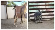 Filhotes de girafa e canguru-vermelho nascem no Animália Park em Cotia e encantam visitantes