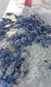 Filhotes de tartaruga marinha nascem na Praia da Sereia, em Maceió