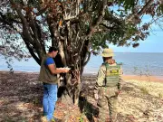 Fiscais investigam suspeita de envenenamento de árvores em praia de Alter do Chão