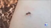 Força Nacional do SUS atua em Dourados após emergência por chikungunya em aldeias indígenas