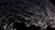 Fotógrafo transforma voo de andorinhas em arte que parece dança no céu de Chapecó