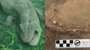 Fóssil de anfíbio herbívoro de 280 milhões de anos é descoberto no Piauí e Maranhão