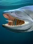 Fóssil de peixe de 436 milhões de anos revela origem dos vertebrados