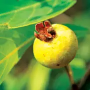 Gabiroba: O Fruto Brilhante do Cerrado que Resiste à Era Digital e Encanta Gerações