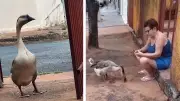 Gansa Miúcha se torna mascote de bairro em Nova Granada com visitas diárias às casas