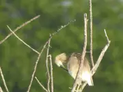 Garça-caranguejeira é avistada pela primeira vez na Bahia, ampliando mapa da espécie