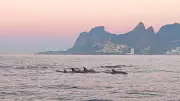 Golfinhos encantam litoral do Rio de Janeiro em espetáculo natural no Arpoador