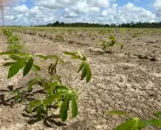 Governo Federal investe R$ 26 milhões no Amapá para combater praga da mandioca