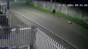 Homem flagrado agredindo tamanduá com pauladas em SC confessa crime após repercussão