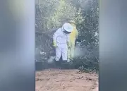 Homem morre após ataque de enxame de abelhas em Minas Gerais; outras três vítimas hospitalizadas