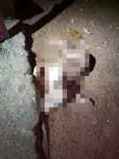 Homem é preso em Muriaé suspeito de maus-tratos após morte de pit bull