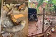 Homem é preso por criar galinhas, porcos e patos em quintal urbano de Campo Grande