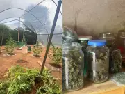 Homem é preso por cultivar maconha em condomínio de São Carlos, interior de SP