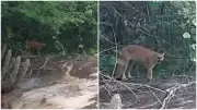 Homem tem encontro raro com onça-parda durante caminhada em mata no Ceará