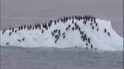 Iceberg vira na Antártida e dezenas de pinguins caem no mar em flagrante raro