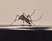 Idoso de 80 anos é primeira vítima fatal da dengue em 2026 no Oeste Paulista